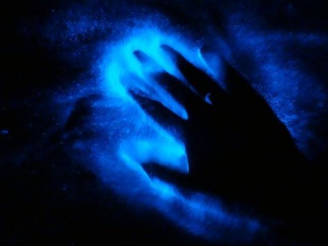 Bioluminescence-in-Human-Lafline