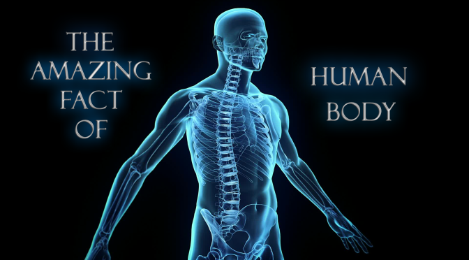 Human Body Amazing Fact